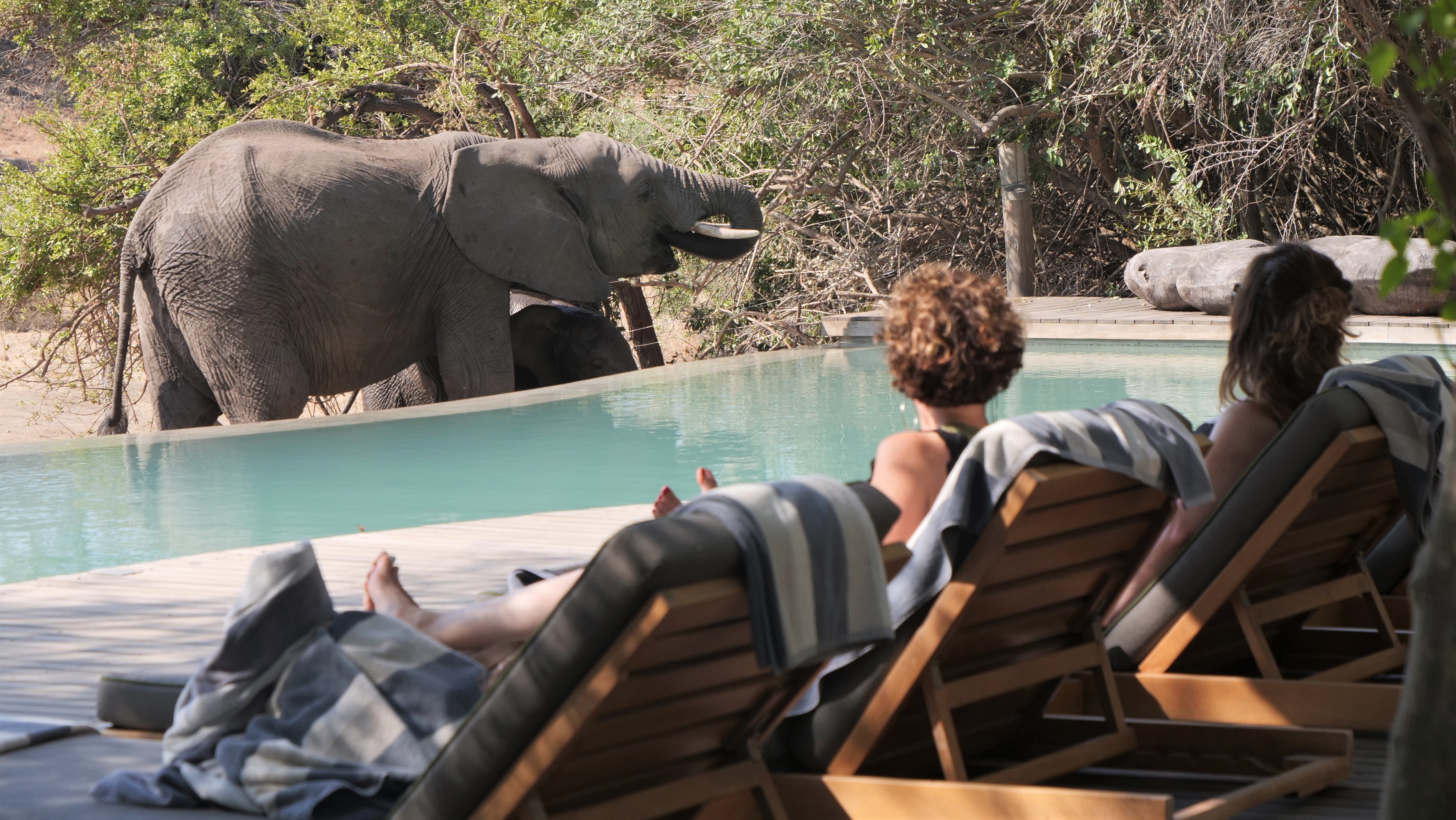Luxury wildlife safari package