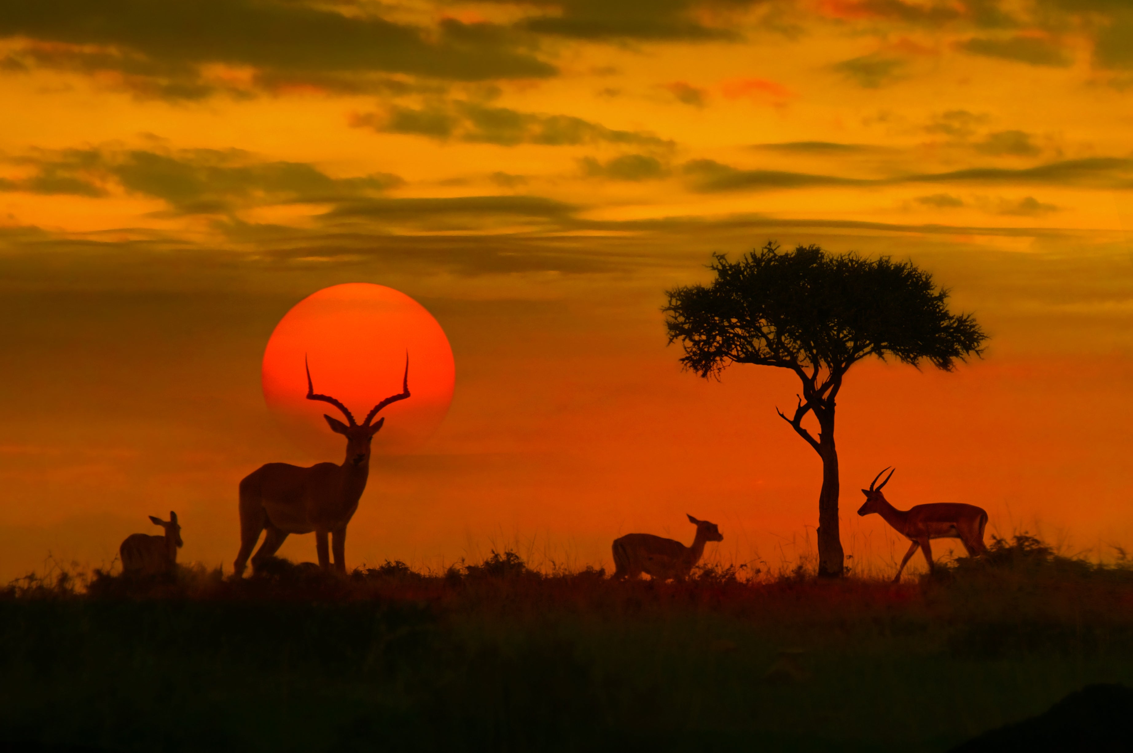 Luxury wildlife safari package