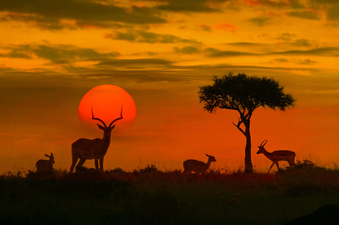 Safari Classics