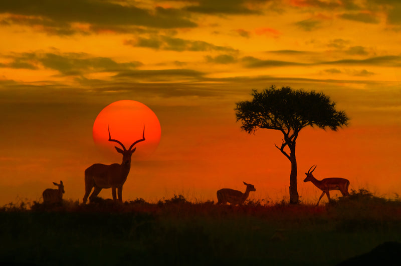 Kultur-Safari-Tourpaket